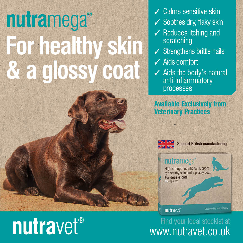 nutravet's tweet photo. Warmer weather can often mean itchy & sensitive skin for #pets. If your pet is itching or scratching more, #nutramega has key ingredients to aid healthy skin & coat.
For more info & to find your local stockist visit - https://t.co/xSR3bmEP8T
#naturalanimalhealth #sensitiveskin https://t.co/wwBJOUFDXV