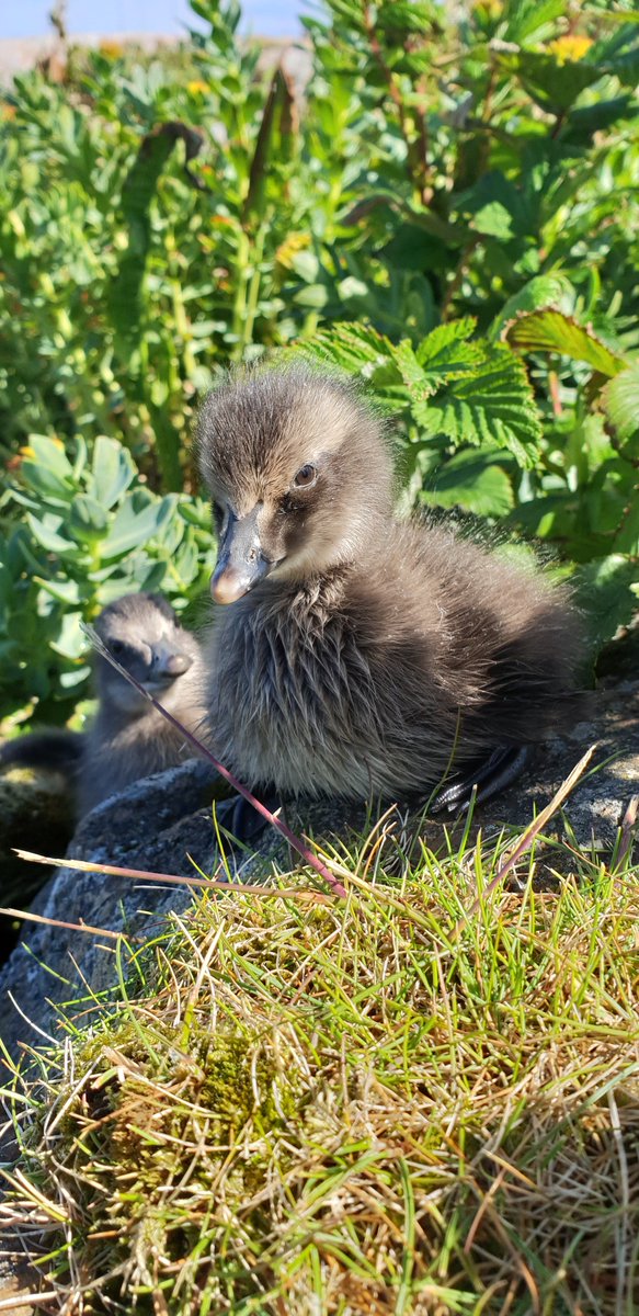Bård-Jørgen Bårdsen (@barjorbar) on Twitter photo The combined effects of #climate change, #pollution and #predation may lead to extinctions. New study in <a href="/ESAEcosphere/">Ecosphere</a> (with <a href="/sveinnare/">Sveinn Are Hanssen</a> & JO Bustnes) (onlinelibrary.wiley.com/doi/10.1002/ec…) <a href="/NINAforskning/">NINA naturforskning</a> @Framcentre #commoneider #seaduck #ecosystem The combined effects of #climate change, #pollution and #predation may lead to extinctions. New study in <a href="/ESAEcosphere/">Ecosphere</a> (with <a href="/sveinnare/">Sveinn Are Hanssen</a> & JO Bustnes) (onlinelibrary.wiley.com/doi/10.1002/ec…) <a href="/NINAforskning/">NINA naturforskning</a> @Framcentre #commoneider #seaduck #ecosystem