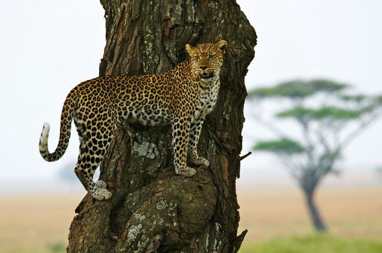 PanamweTour's tweet photo. Serengeti National Park
#SerengetiNationalPark is the most popular National Park of #Tanzania and it is famous for the vast wildlife. Come and explore this exquisite and extensive land of Tanzania.
https://t.co/R0EnHhUMWV https://t.co/KiWeRTC4h6