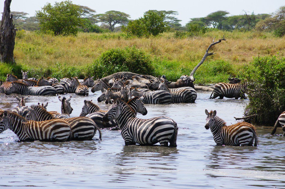 PanamweTour's tweet photo. Serengeti National Park
#SerengetiNationalPark is the most popular National Park of #Tanzania and it is famous for the vast wildlife. Come and explore this exquisite and extensive land of Tanzania.
https://t.co/R0EnHhUMWV https://t.co/KiWeRTC4h6