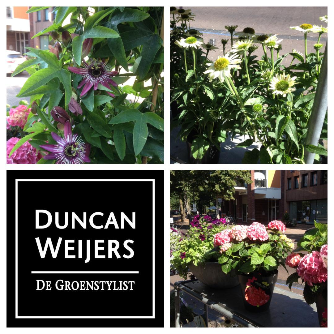Vanwege onze vakantiesluiting van 21 juli t/m 4 augustus a.s. ontvang je nu 50% korting op alle buitenplanten.