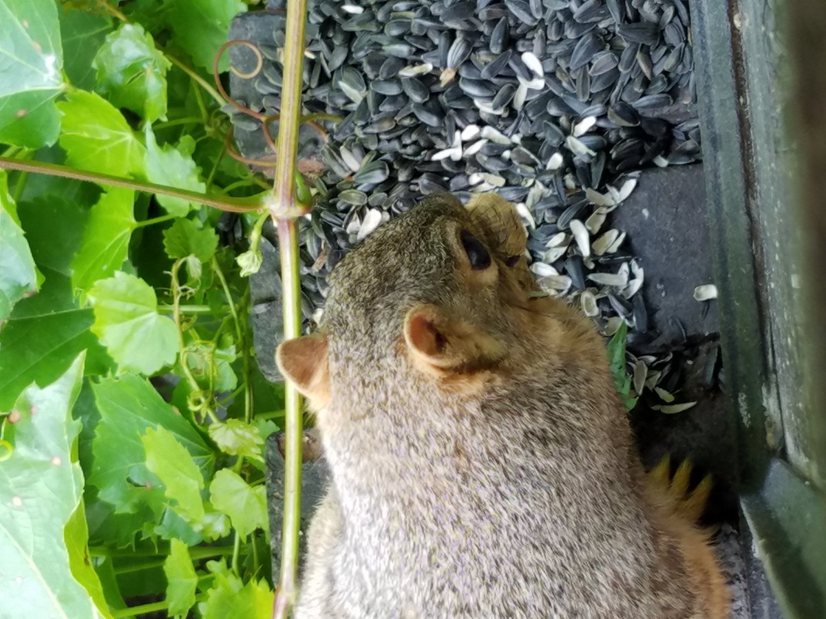 viewfrommyoffic's tweet image. Daily Squirrel @cakikeith @dwshellby @rona65 @TheGreatTurbana @lindachilders1 @47young1