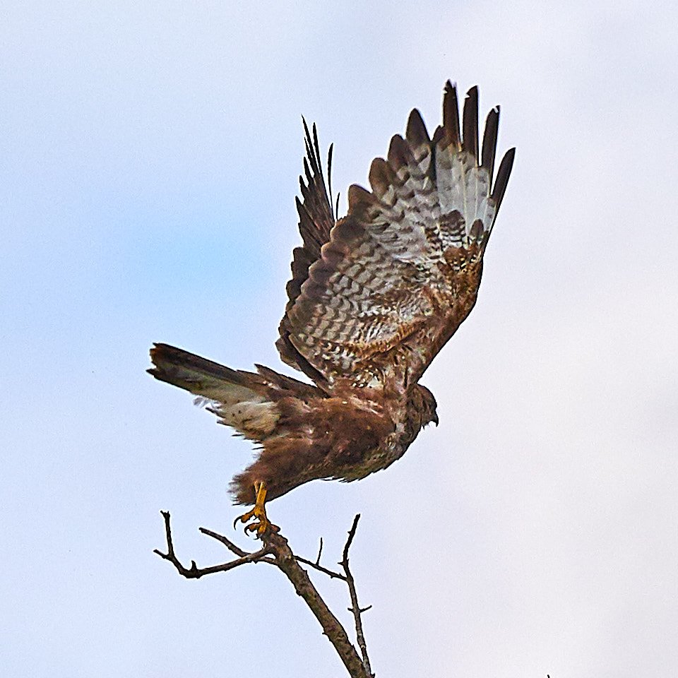 A rare dartford warbler, sika deer, hungry butterflies and beautiful hawk all add to the charm of this morning's walk around RSPB Arne <a href="/DorsetWildlife/">Dorset Wildlife Trust</a> <a href="/DorsetLifeMag/">Dorset Life</a> @RSPBArne <a href="/Natures_Voice/">RSPB</a>