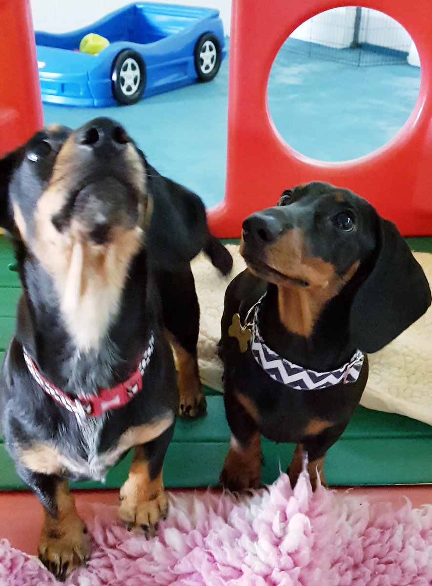 Ipswichdogcrech's tweet photo. Double Sausage anyone!?..🤩🐾
#dachshund #dachshundsofinstagram #weeners #crechelife #dogsofinstagram #doggydaycare #suffolk #ipswich #sausage https://t.co/jqCoBtnR8o