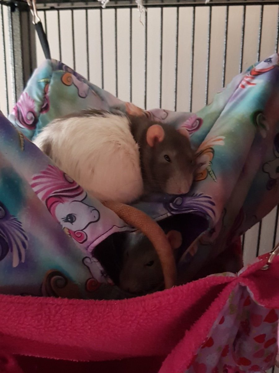Crazyratlady1's tweet photo. Kicked out of the hammock poor skyla sleeps on top. #FancyRats #PetRats #PetRatsOfTwitter #FancyRatsOfInstagram https://t.co/fwqe19uHIc