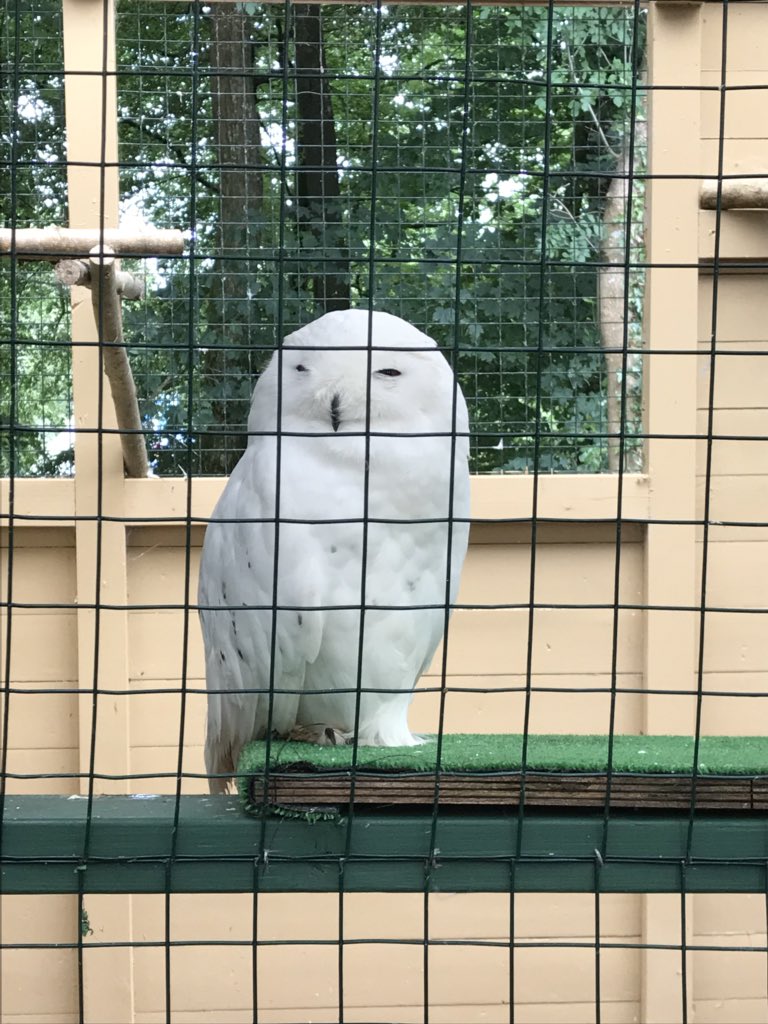 michellecann's tweet photo. Falconry centre at Woodlands! #TAAW2018 https://t.co/xyWWdYe8RW