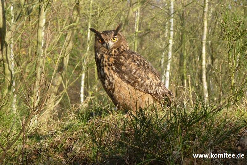 CABS_REPORTS's tweet image. More cases of illegal raptor persecution in #Germany: Recent cases include a eagle owl in North Rhine-Westphalia. Toxicology report confirmed the bird was killed with the highly toxic and banned pesticide #carbofuran #RaptorPersecution #poisoning #CABS