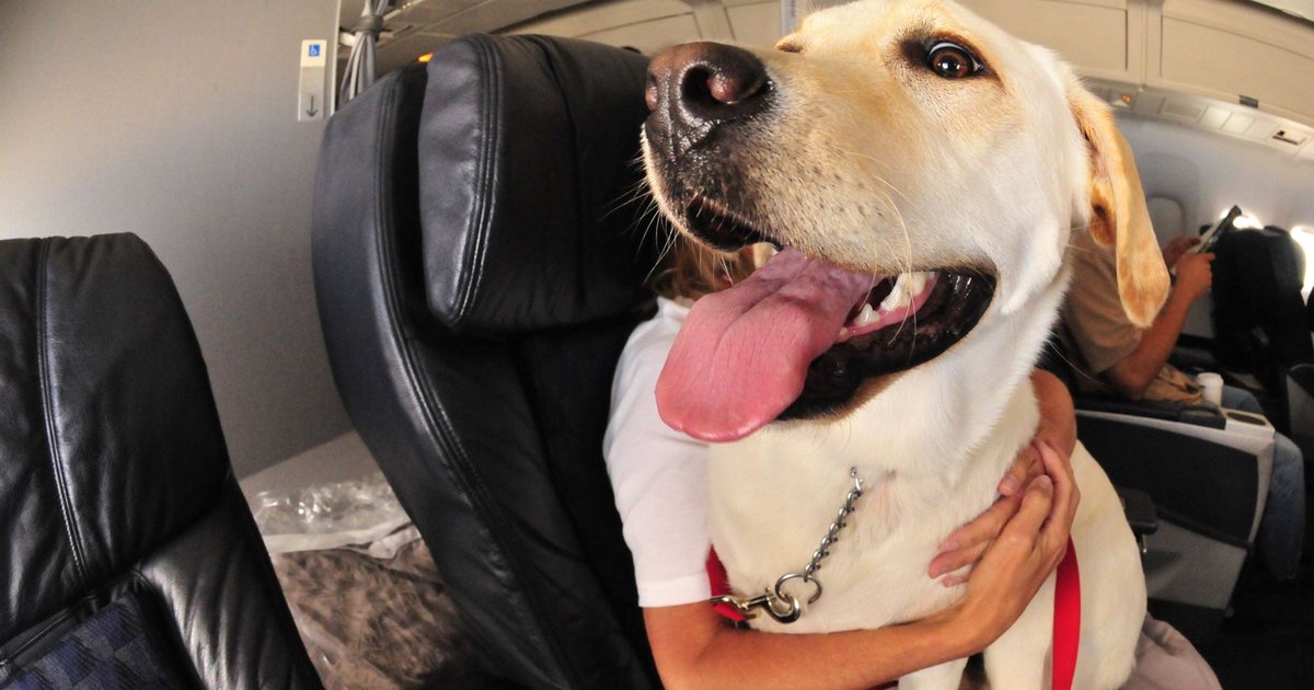 ToDoIndy's tweet image. Animals on airline flights? DOT flooded with comments dlvr.it/QbqpTx