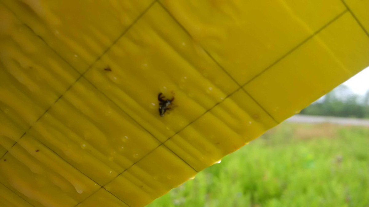 First Blueberry Fruit fly capture, near Debert.
