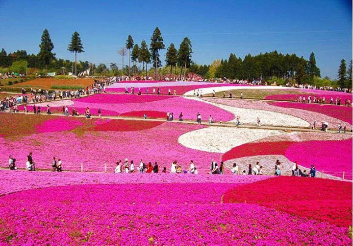 ShopDomechan's tweet photo. #Hitsujiyama_Park #羊山 公園#strategy #colorful_patterns #flowers #variety #flowerslovers #nature #pink #white #art_flowers_jp #picsofnature #rainbow_petals #perfume_of_nature #relax #flowercare #stroll_fragrant_flowers #breathecleanair  #art_and_passion #life #waw #spettaculares https://t.co/Ih8nXfExqP