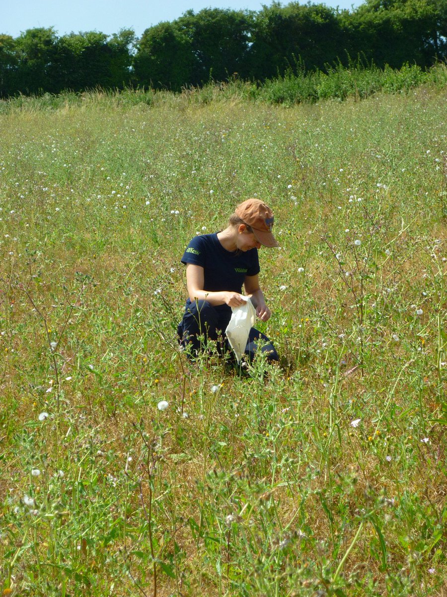 NatureBftB's tweet photo. A beautiful event held by @Kew_MSBUK &amp; our Colour in the Margins team - seed harvesting for depositing to Kew's seed stores!
They had a great turn out and the weather - well that was just an added bonus!

If you'd like to get involved in our events: https://t.co/yOPcFMEDc7. https://t.co/gG0Pv23qs4