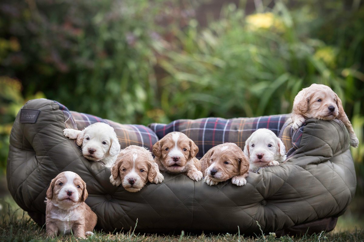 barbour large dog bed