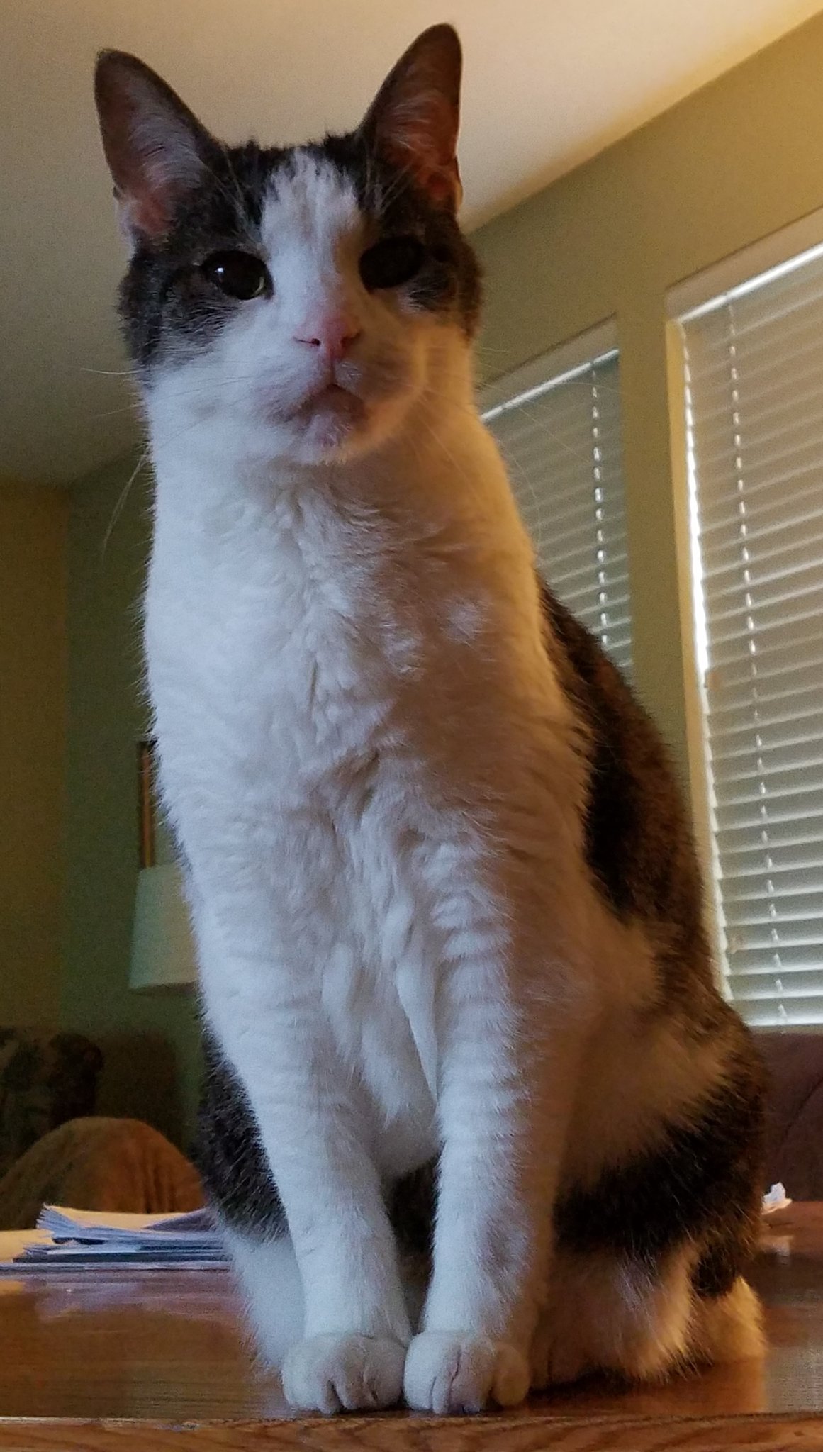  My husband named our cat Barry Sanders Happy Birthday 