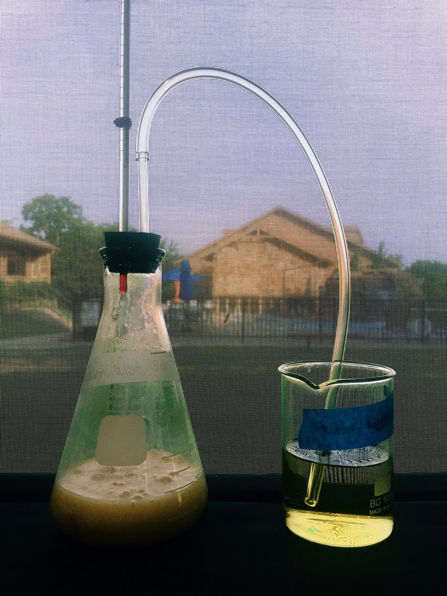 Making biofuels at #NATAA18! Solution changed from blue to yellow with creamed corn, and from blue to green in corn syrup solution. Shablam! #Science #naaeinquiry <a href="/LabAids/">Lab Aids</a>