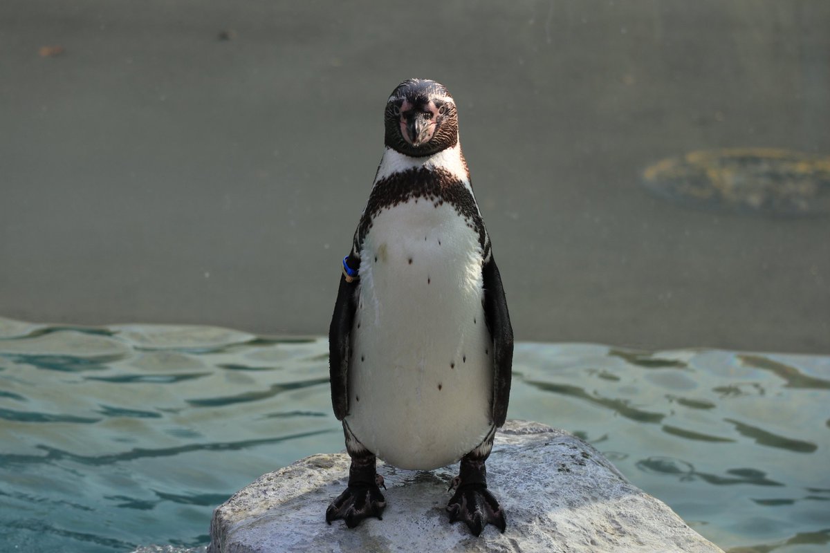 Uzivatel さゃたん Na Twitteru 18 7 16 正面クロキリ 東武動物公園 フンボルトペンギン