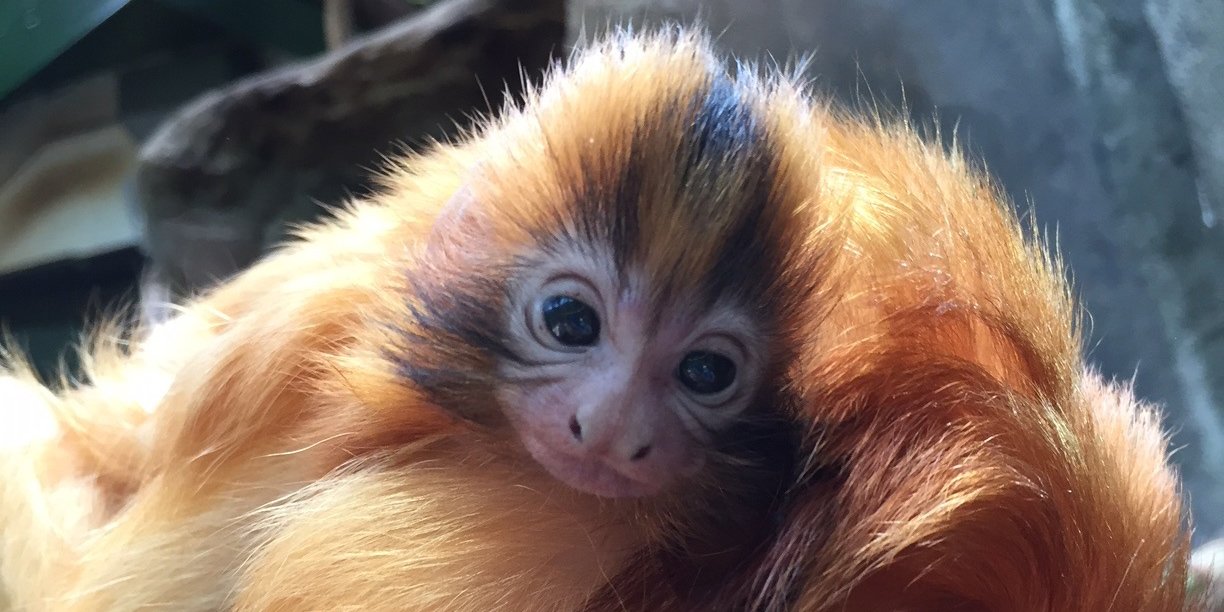 National Zoo No Twitter Our Baby Golden Lion Tamarin Spends All Of Its Time Clinging To Izzy And Mo Which Is Normal The Baby Now Spends Most Of Its Time On Mo