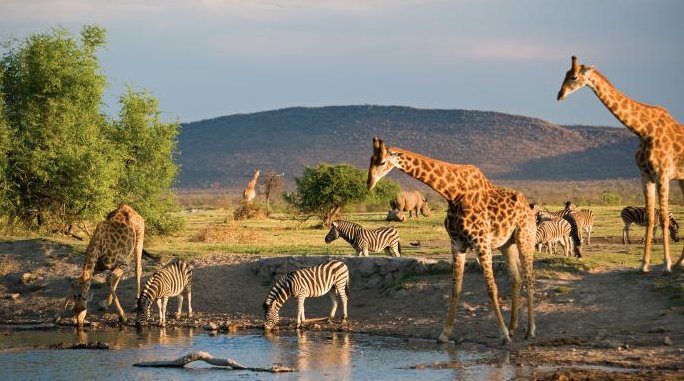 nkosi_khulu's tweet photo. Meet the ever beautiful and amazing South Africa Cape Town Table Mountain and the Winelands to the best game parks
#travel
#musatravelblogs
#travelblogger
#TravelTuesday
#MeetSouthAfrica https://t.co/Vs8MeqMJ6s