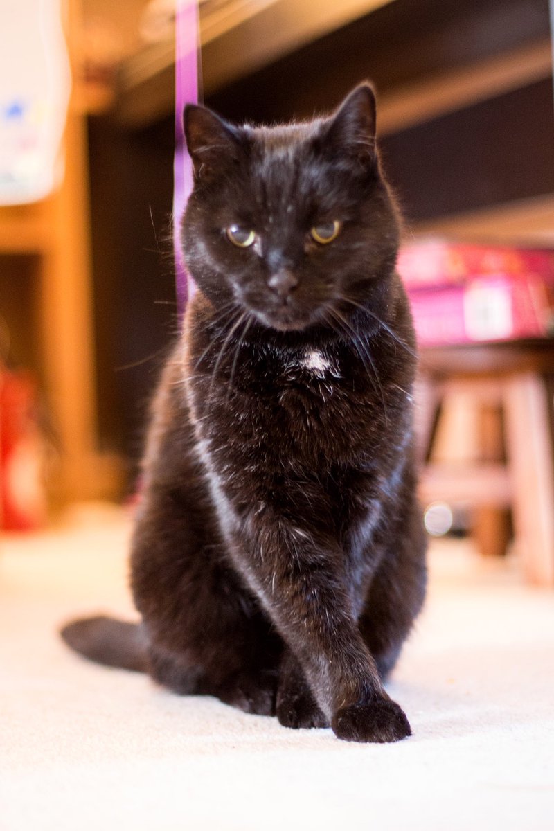 robtweet's tweet image. MISSING CAT: Bob. He lives near Bearfield Church, off the Winsley Road in #bradfordonavon. No collar but chipped. V friendly. All black bar white patch on chest. He likes adventures, but always comes home. Please check sheds / garages. @MissingPetsGB @BoATownCouncil @weheartboa