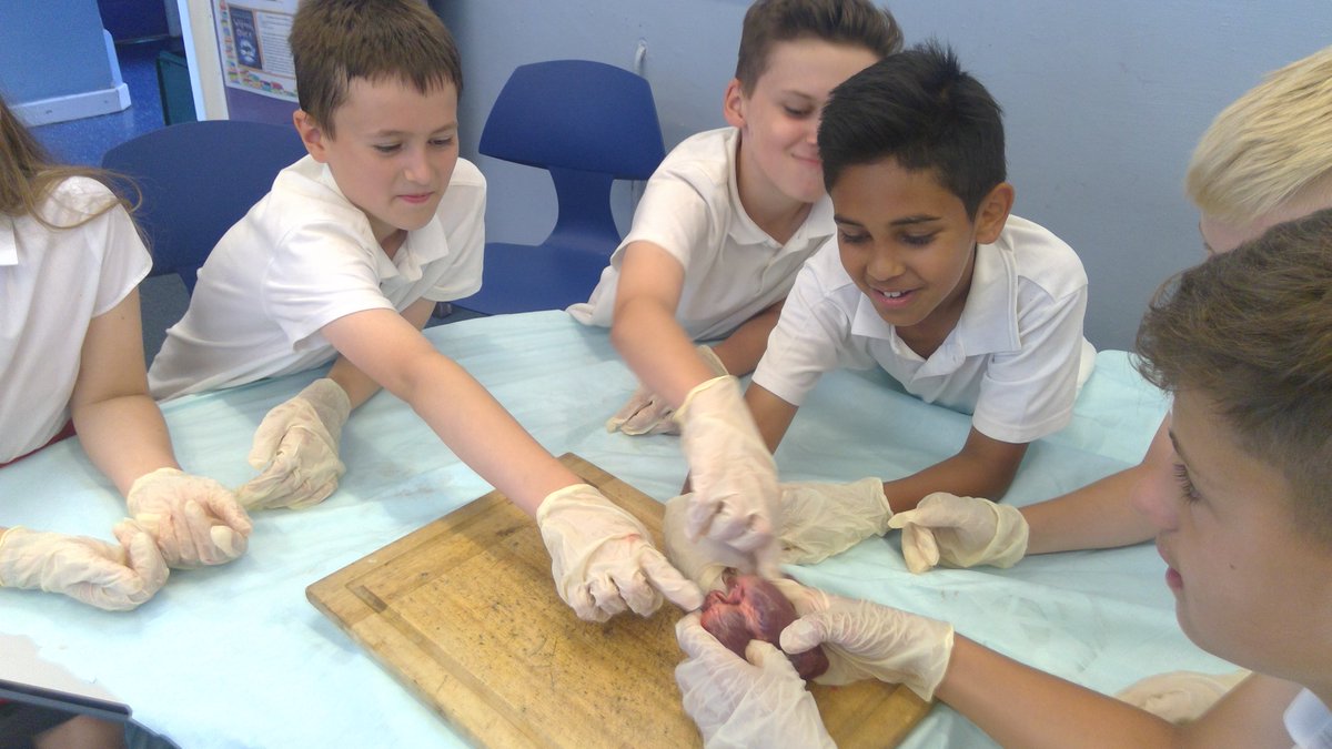 wootton6b's tweet photo. More photos from our fully 'hands-on' science lesson in Year 6 this afternoon!  We looked closely at hearts and the lungs.  Fascinating!  #practicalscience #primaryscience #enthusiasticscientists https://t.co/FYFudCEMqb