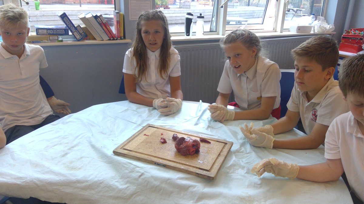 wootton6b's tweet photo. More photos from our fully 'hands-on' science lesson in Year 6 this afternoon!  We looked closely at hearts and the lungs.  Fascinating!  #practicalscience #primaryscience #enthusiasticscientists https://t.co/FYFudCEMqb