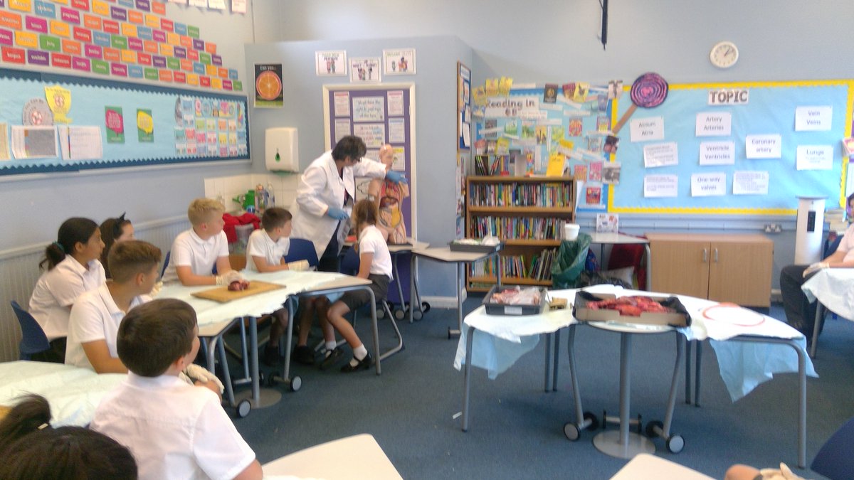 wootton6b's tweet photo. More photos from our fully 'hands-on' science lesson in Year 6 this afternoon!  We looked closely at hearts and the lungs.  Fascinating!  #practicalscience #primaryscience #enthusiasticscientists https://t.co/Dt0XqYBkRf