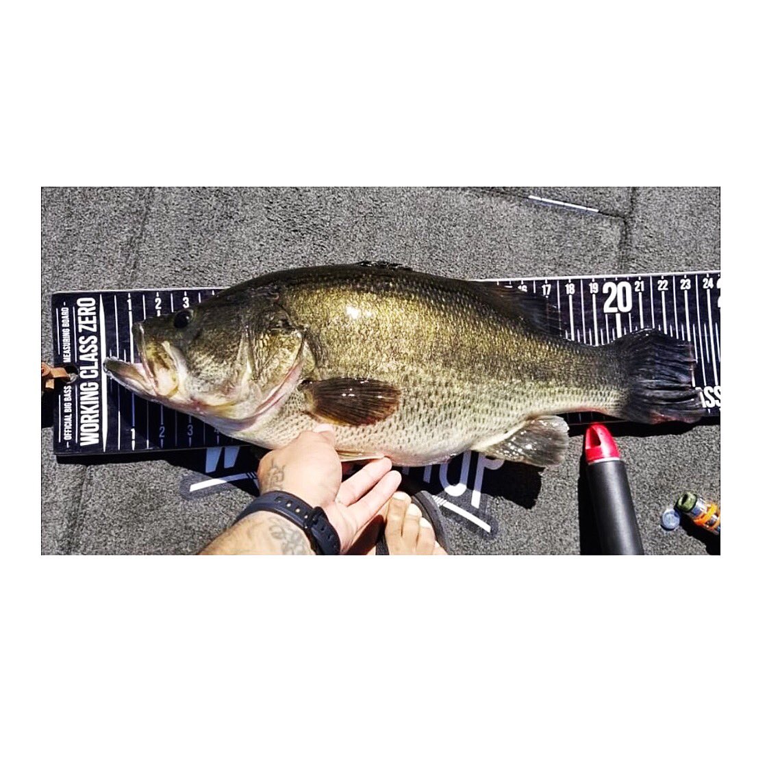 illudebaits (@illudebaits) on Twitter photo 