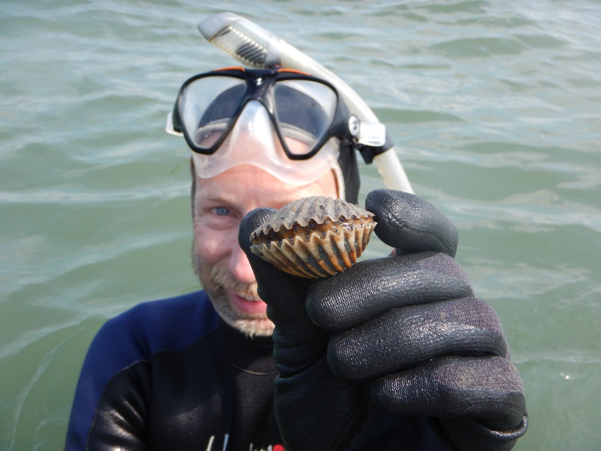 LabSav's tweet image. Just finished our annual bay scallop survey in the seagrass beds of the Virginia coastal bays. It was a great effort by the whole crew! Here are a few photos.