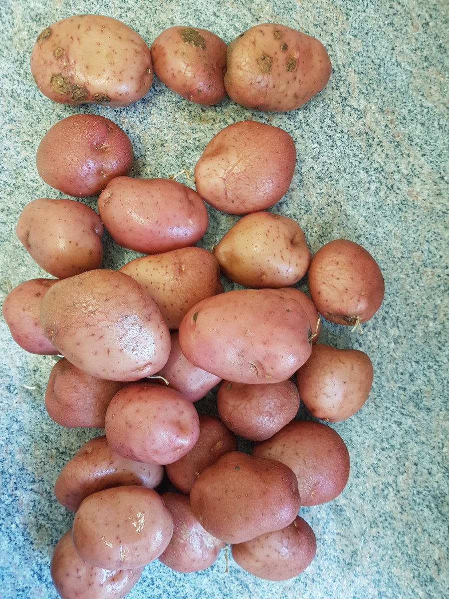 GraemeSkinner1's tweet photo. I think these 10 month stored Desiree look better than what's in the fields this year https://t.co/JIREoWwMJZ