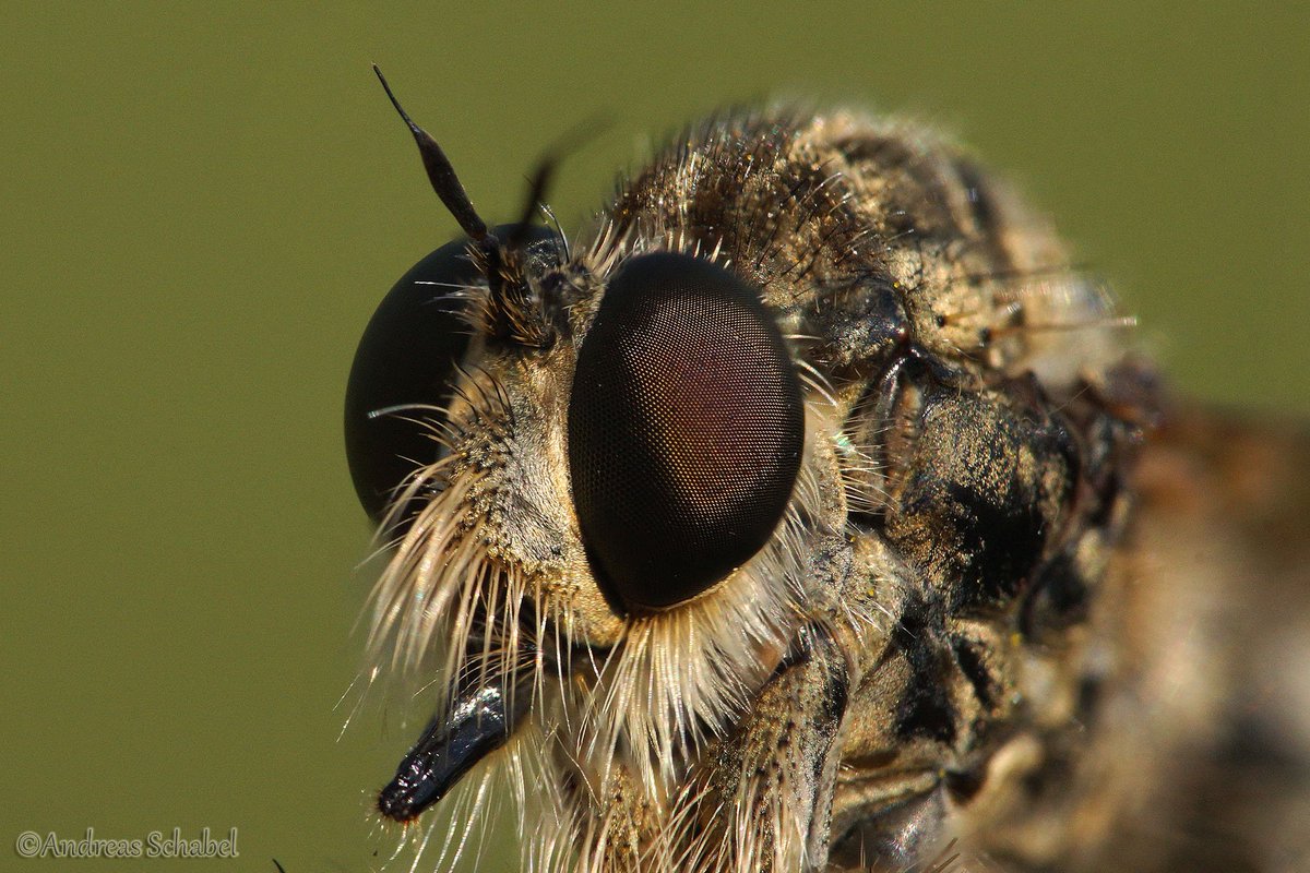 Andreas__2025's tweet photo. Not as beautiful as the butterfly yesterday, but I think, still worth a look.
Close up with a Asilidae - robber fly

#macro #photography #fly #flies #wildlife https://t.co/PvqDj3MHCd