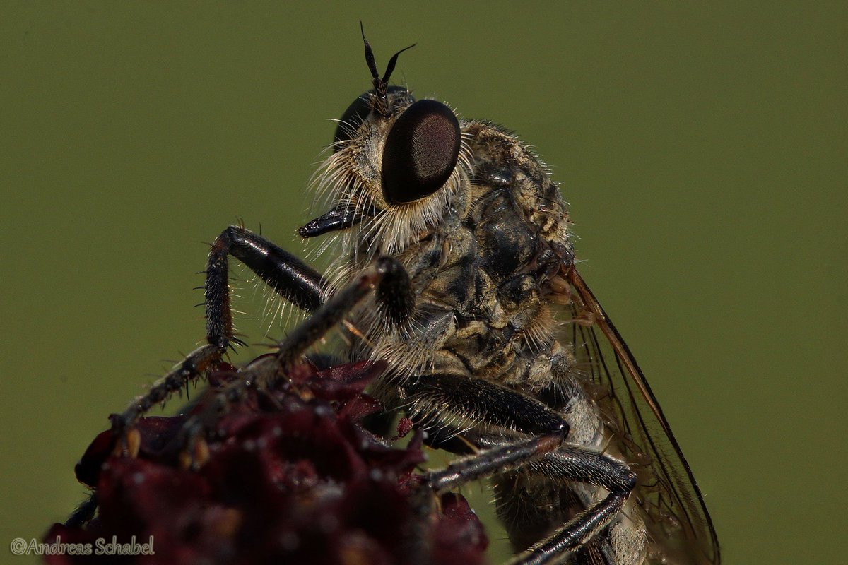 Andreas__2025's tweet photo. Not as beautiful as the butterfly yesterday, but I think, still worth a look.
Close up with a Asilidae - robber fly

#macro #photography #fly #flies #wildlife https://t.co/PvqDj3MHCd