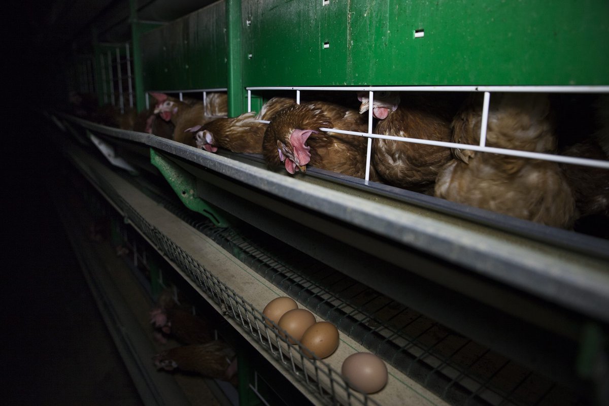 ¡No vamos a parar hasta acabar con las jaulas de gallinas!  #NoALasJaulasDIA