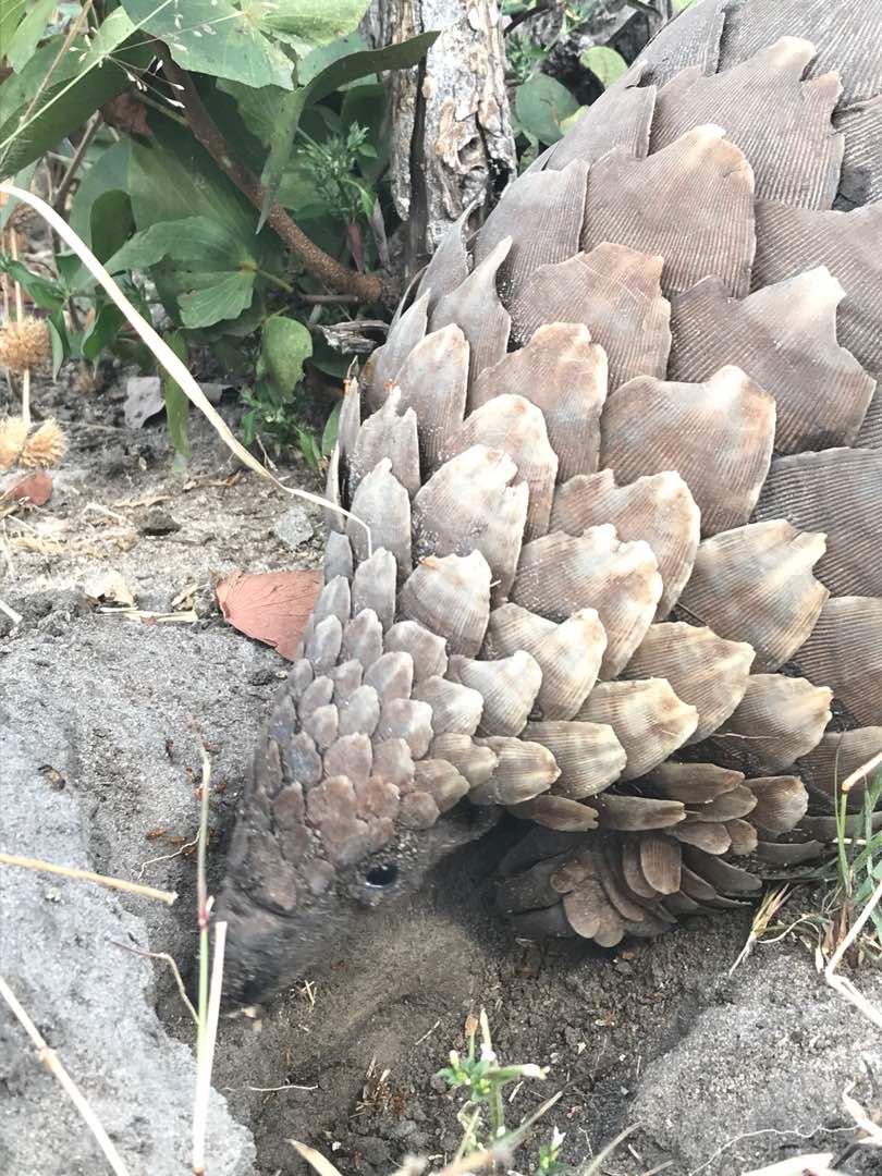 Epic sighting at Nehimba Lodge with <a href="/ImveloSafariLod/">Imvelo Safari Lodges</a>!! 
ow.ly/zTWB30kVr0d #pangolin #hwange #hwangemagic #Zimbabwe