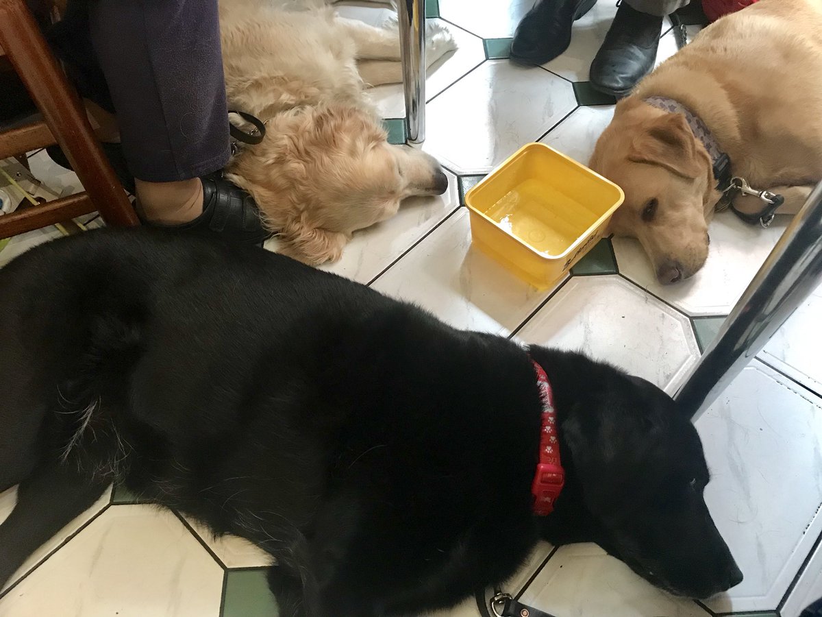 dixie_guidedog's tweet photo. #letsleepingdogslie 🐶🐾😴😴😴#Guidedogs #workingdogs #tireddogs #retrieverlab #longhairedretriever #labrador #black #blonde #foxred #coolfloor #tiles https://t.co/FFDrRsEkCM
