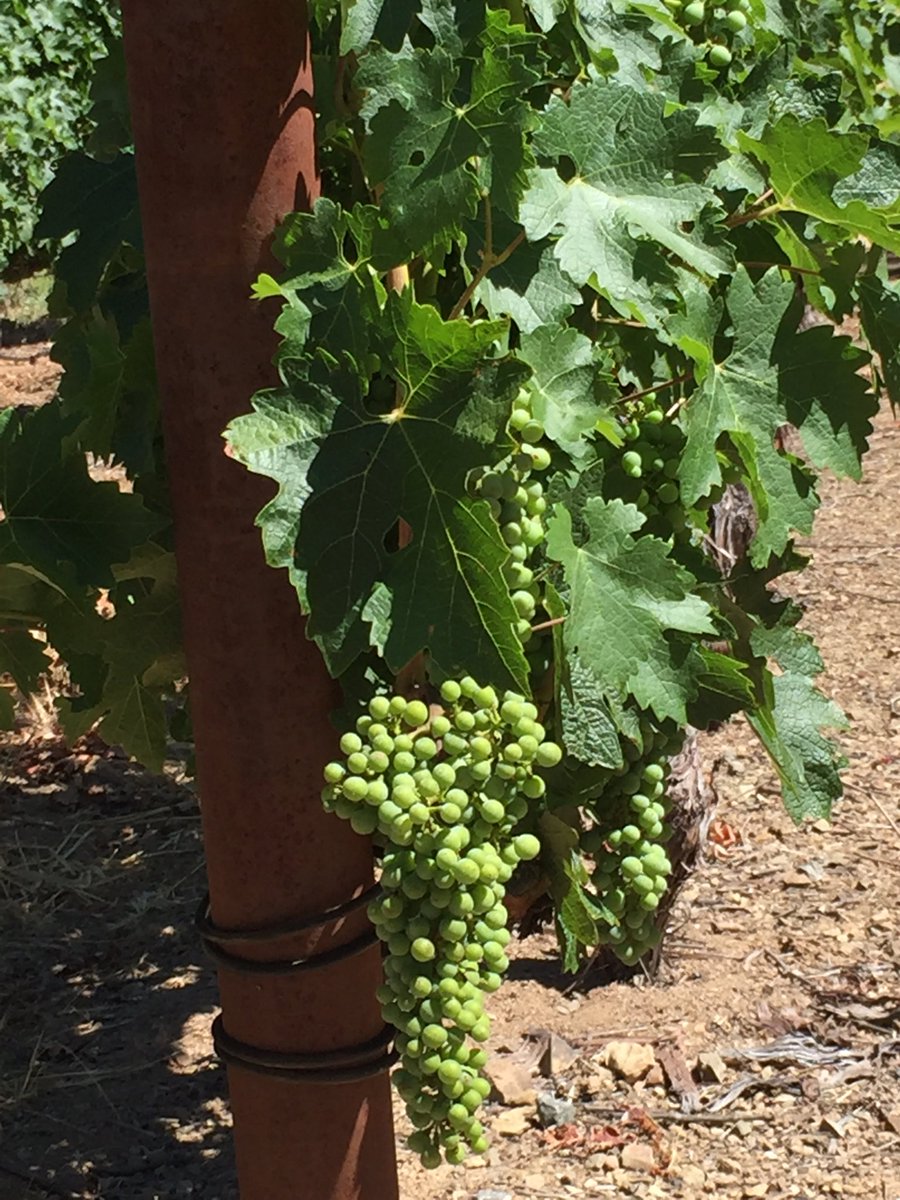 Good progress on block 4 Cabernet!!