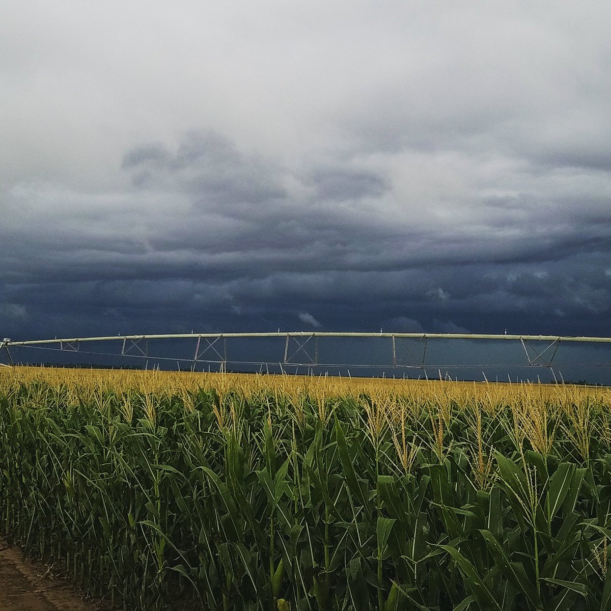 CammieVaupel's tweet image. Storm clouds rolling in over the corn I was checking this morning! #summerthunderstorms #kansasweather