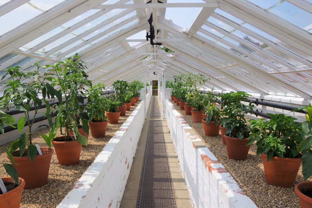 Chillies in progress in the glasshouses! Join us on a tour of the gardens and see the 150 chilli displays at #ChilliFiesta 10-12 August. Tickets and further information available here: buff.ly/29Jhf3v