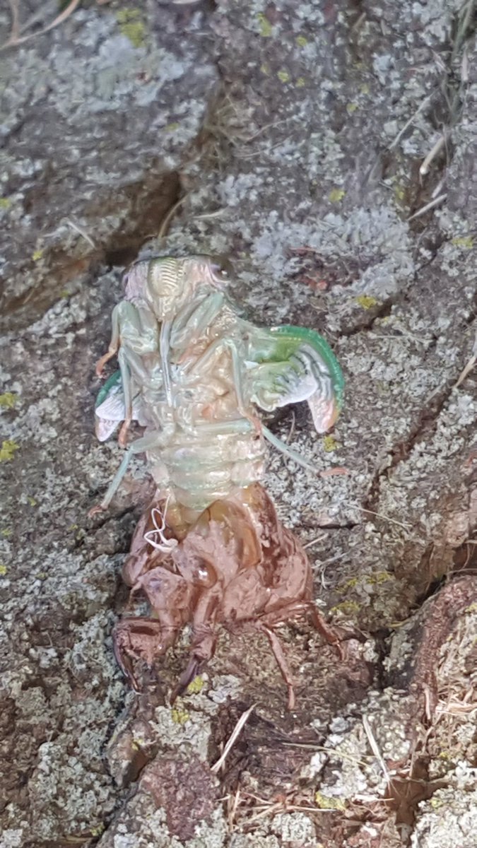 Robthetreeguy's tweet image. emerging cicada on tree