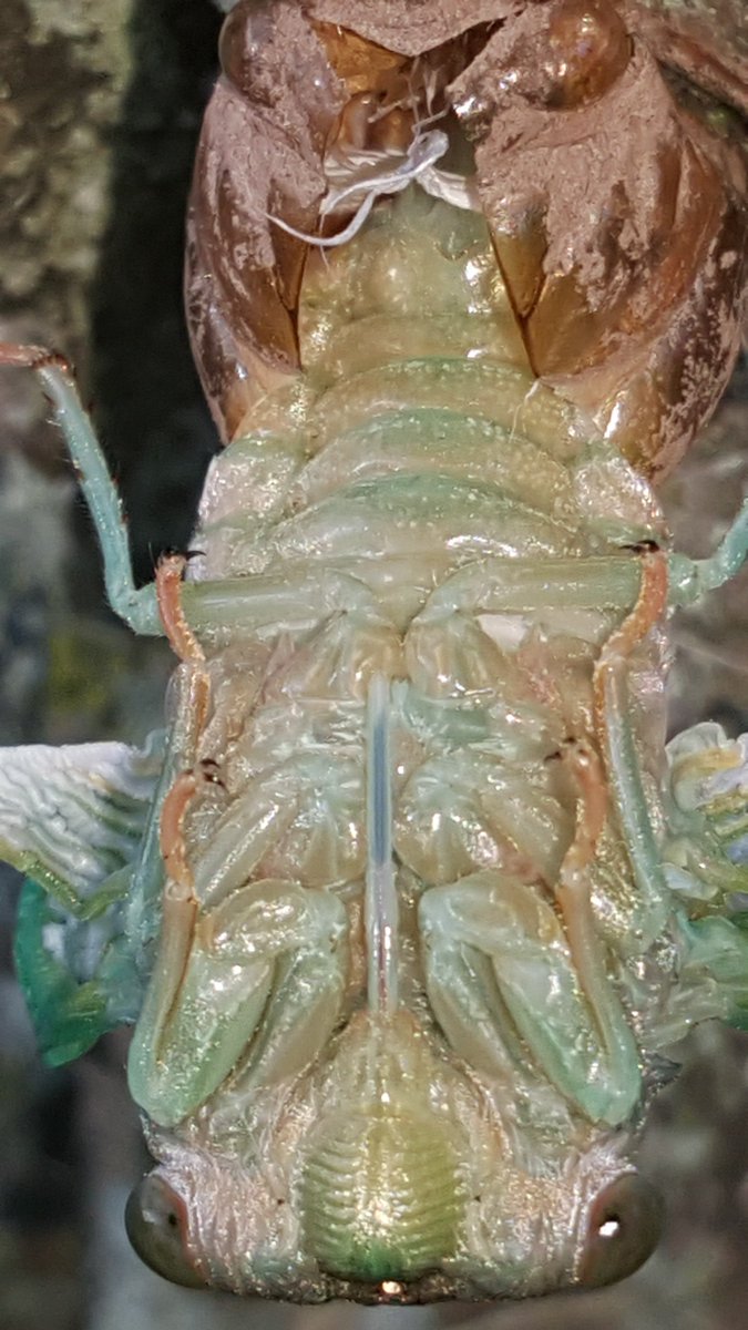 Robthetreeguy's tweet image. emerging cicada on tree