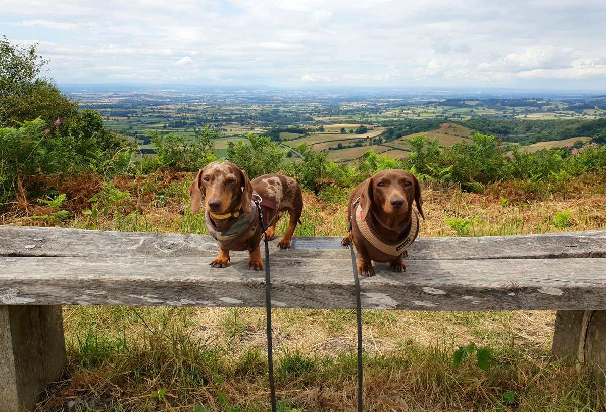 Edith & Reggie the Dachshunds tweet media