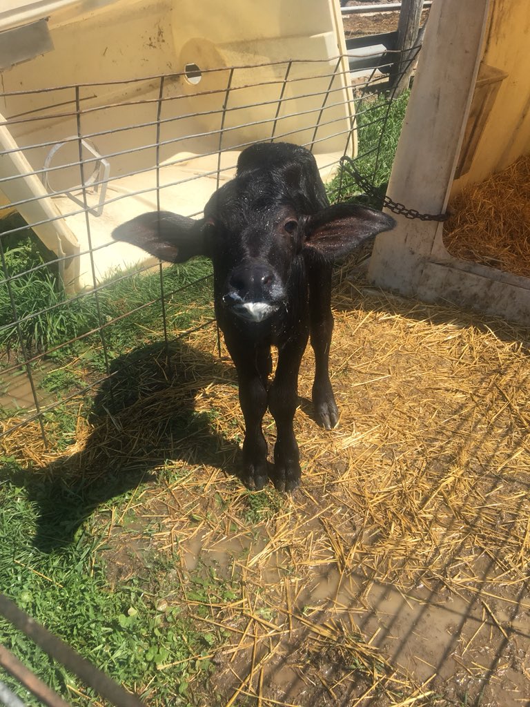 5pointsranch's tweet image. 1st buffalo calf born in Midwest Ohio