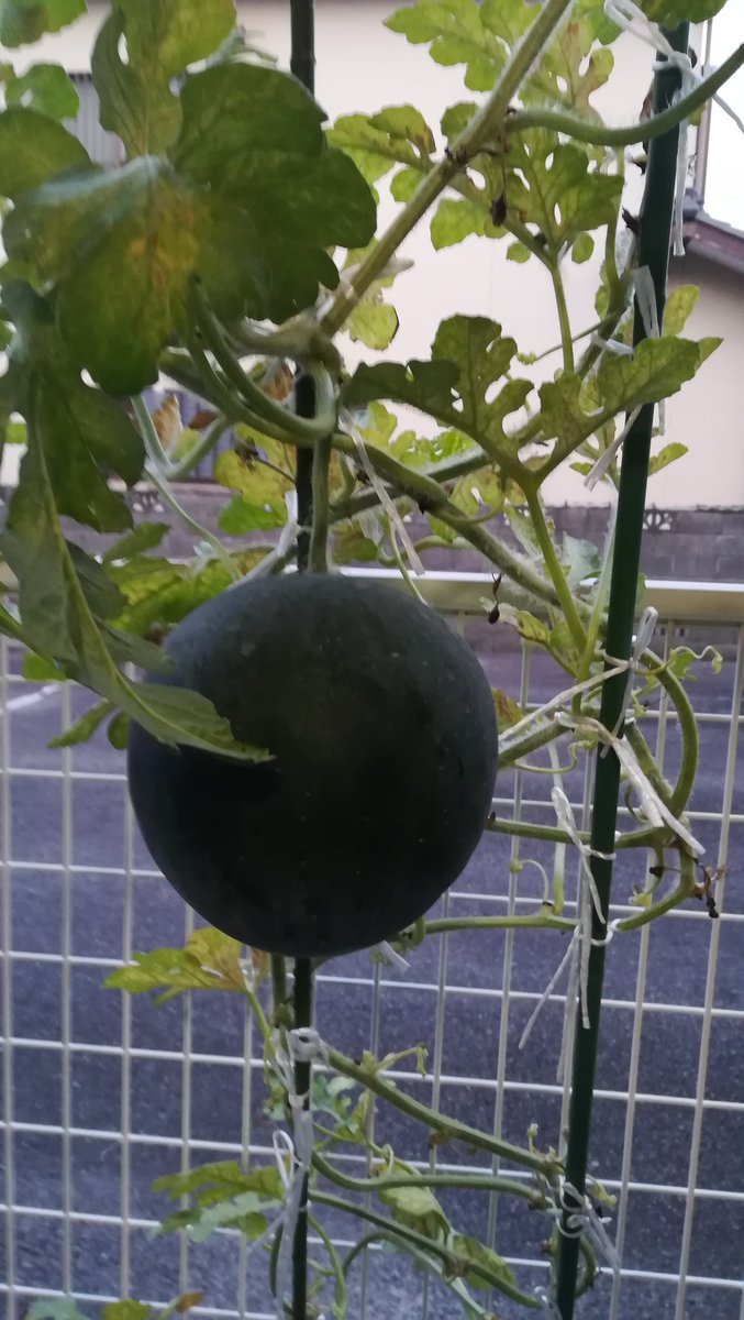 なおや マルセイユメロン かすかに甘いにおいがしてきた 収穫まで数日 ほんとに病気に強く いちばん下まで病気にかかってない緑の葉が多い 一方 タヒチスイカは褐斑細菌病で病気がひどい葉は切除しているのでどんどんハゲハゲに