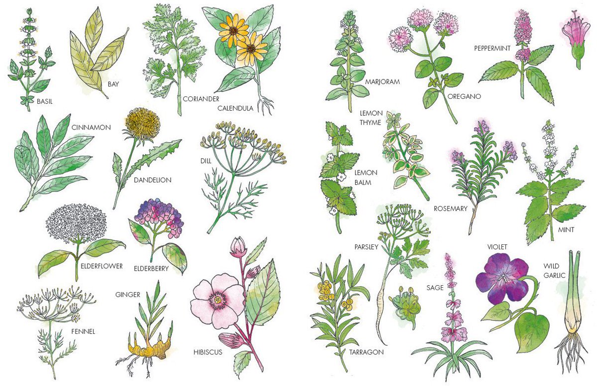 _illustrationX's tweet photo. #TheArtof : Appearing across four books, #ChrissyLau produces flower and herb illustrations for @Kyle_Books #NassimaRothacker (Photographer),
#RebeccaSullivan (Author) #line #drawing #books #animals #nature #flowers #publishing #health #natural #art https://t.co/vC7p22fCUO https://t.co/qRsvcXlUCK