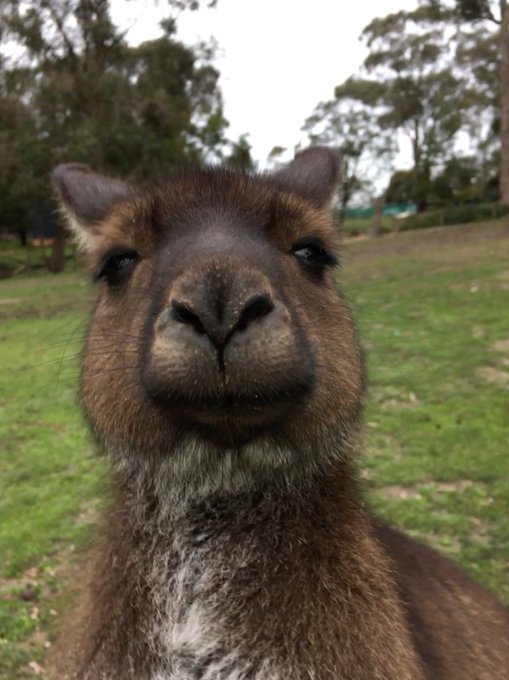 Met this guy recently https://t.co/2hWsz3DVCn