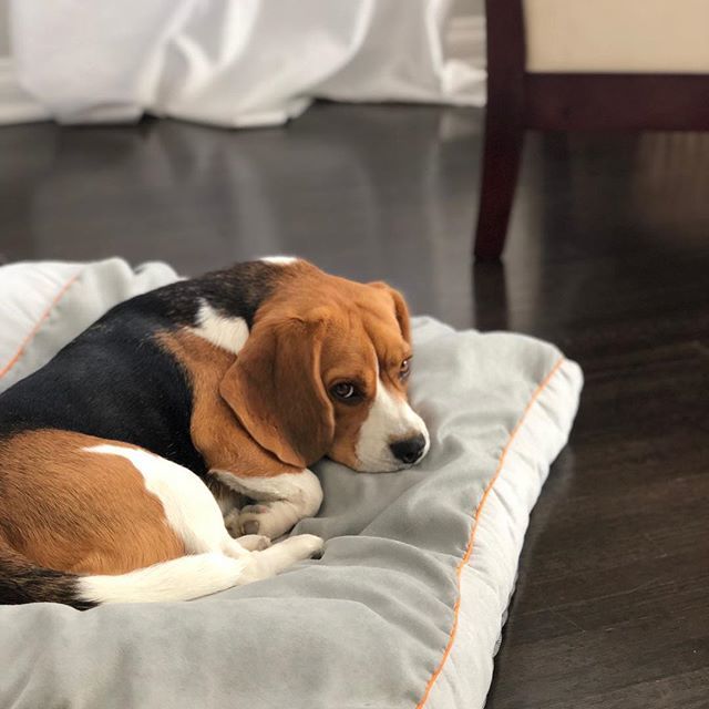 averythebeagle's tweet photo. Tired  Tuesday 😴 🐶🐾
*
*
#tbt #avery_the_beagle #tired #beagle #beaglepuppy #puppylove #puppies #dog #instagramdogs #instagood #beaglesofinstagram #instagrambeagles #petsofinstagram #losangeles #tuesday #baby #adorable #cute #🐶 #❤️#throwbackthursd… https://t.co/ZQVK9kN6op https://t.co/sRsUORImW2