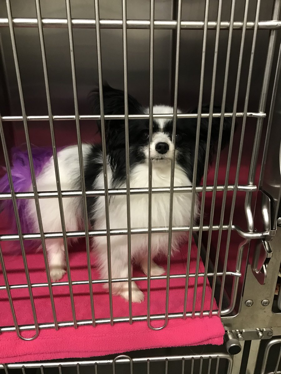 NysaTheRunner's tweet photo. Hey @TheFieldService can you give mom some demerits for locking me in a cage during the USA Cup?? This sucks!! #sadpuppymeerkat #betmontygetsbettertreatment https://t.co/0A05l9esCN