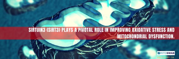 mitoswab's tweet photo. #Sirtuin3 (sirt3) plays a pivotal role in improving #oxidativestress and #mitochondrialdysfunction @mitoswab https://t.co/R3PNyIxisd