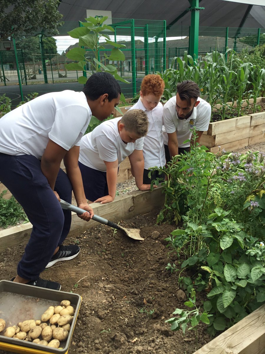 Sachiacoin's tweet photo. We were very busy today on the allotment digging up the potatoes ready for selling tomorrow at the end of the day.  We also have beetroot and onions so do stop by! https://t.co/9vjFHMidP3