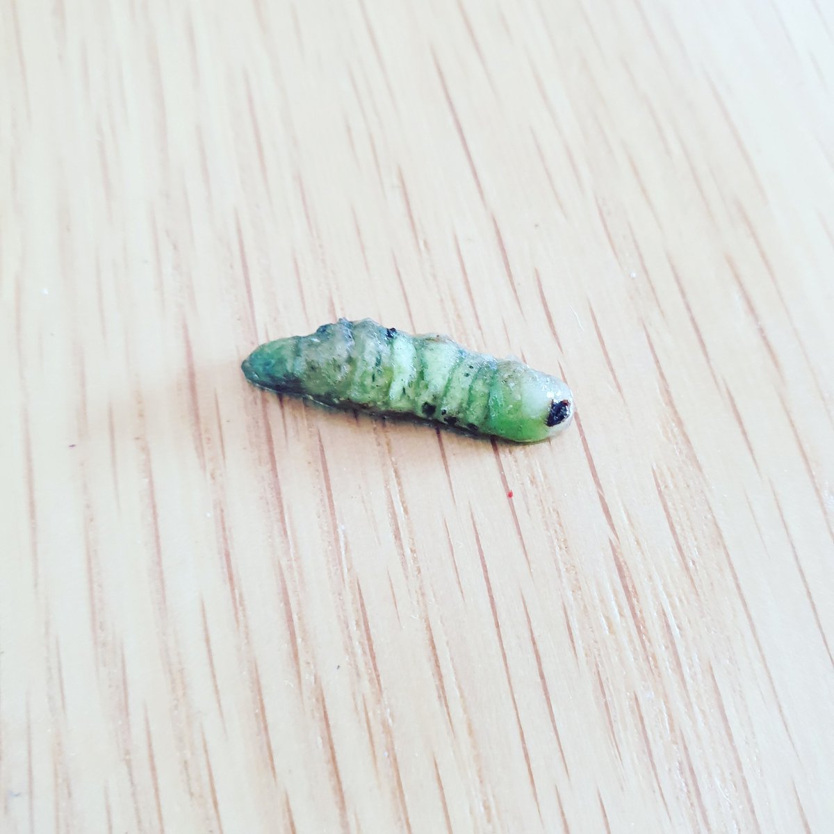 If there's one thing to put you off salads it's finding this little fella amongst your salad leaves!! <a href="/sainsburys/">Sainsbury's</a> this was in one of your washed and ready to eat bags! 🤢