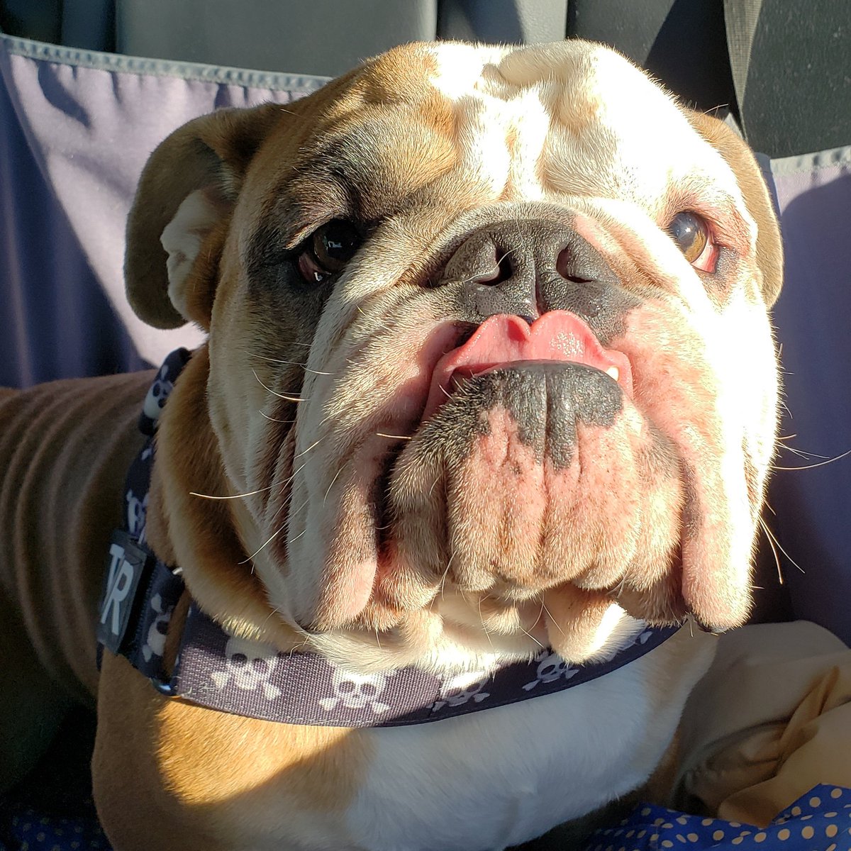 GOOD MORNING 🌞🌞🌞 #sunsouttonguesout 😜😜😜 Hope my face brightens your day! 😛 Happy #tongueouttuesday friends! 😋😋😋
#tot #tuesdayvibes #sunnyday☀️ #goodmorningfriends #hellooo #bulldoglife