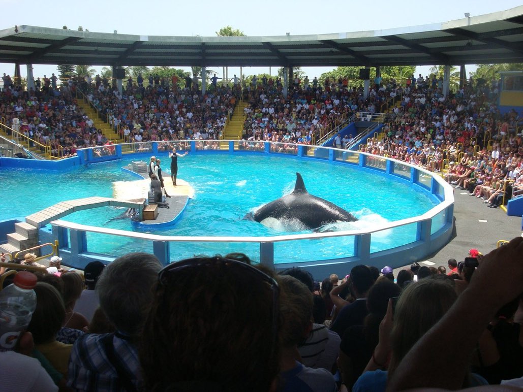 onevoiceanimal's tweet photo. Ohhhh comme c’est joli, comme c’est beau: tout cet espace pour un orque, tous ces gens venus admirer #Lolita dans son espace dédié à la préservation de son espèce. Et merci à #MiamiSeaquarium de ne pas avoir opté pour un bassin trop grand, c’est important l’économie d’eau. https://t.co/h7tbGkXFPX